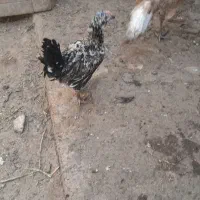 خروس بالغ وچهار تا نیمچه گلین ریشو