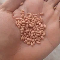 گندم کوهدشت