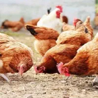 مرغ و خروس گلپایگان