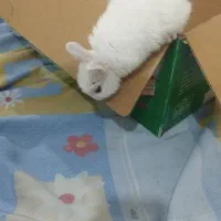 خرگوش مینیاتوری سفیدباهوش وبازیگوش|موش و خرگوش|کرمانشاه, |دیوار