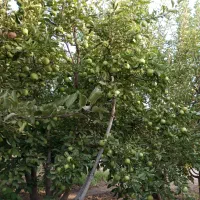 استخدام کارگر سیب چینی