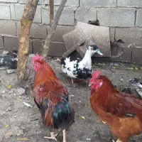 خروس