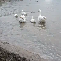 اردک اسرائیلی نر.خروس.غاز محلی نر