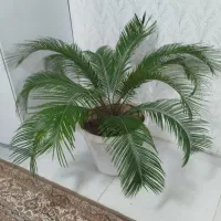 نخل بزرگ طبیعی