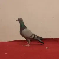 کبوتر پلاکی  مسافتی صحرای .قوره ای روشن