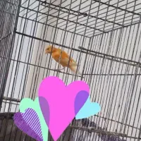 عشق|پرنده|بیرجند, |دیوار