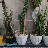 تعدادی گل طبیعی