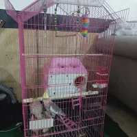 عروس هلندی|پرنده|کوه چنار, |دیوار