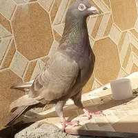 دورگ|پرنده|شوشتر, |دیوار