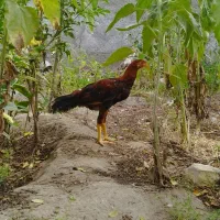 خروس جوان و سالم