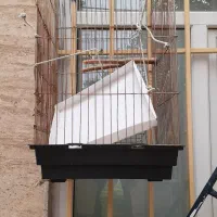قفس پرنده