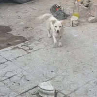 سگ پا کوتاه با مزه