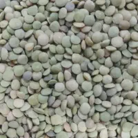 عدس|خوردنی و آشامیدنی|پاکدشت, حصار امیر|دیوار