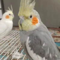 یک جفت عروس هلندی همراه با جوجه