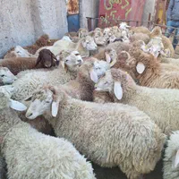 گوسفند زنده در تمام نقاط کرج باقصاب|حیوانات مزرعه|کرج, باغستان|دیوار