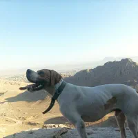 سگ خونگی گم شده