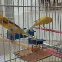 قناری|پرنده|مشهد, رضاییه|دیوار