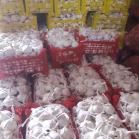 فروش سیر سبد دو و نیم کیلویی