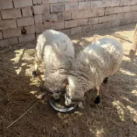844950|حیوانات مزرعه|دهبکری, |دیوار