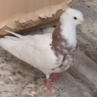 طوقی|پرنده|دهلران, |دیوار