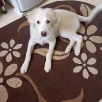 توله سگ ۴ ماهه با شناسنامه