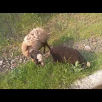 گوسفند و بره
