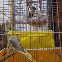 عروس هلندی دستی