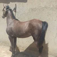 کره مادیون نوه کامران