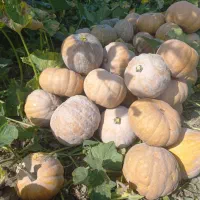 کدو زرد و شیرین|خوردنی و آشامیدنی|نوکنده, |دیوار