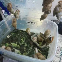 حلزون|خزنده|تهران, تولید دارو|دیوار