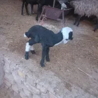 بره شیری ماک خورده|حیوانات مزرعه|جوادآباد, |دیوار