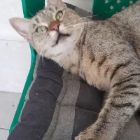 گربه یک ساله