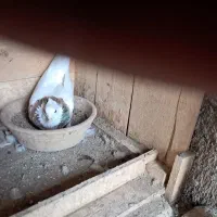 کبوتر طوقی نرماده