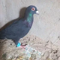 زاغ کرمونی نر