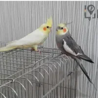 عروس هلندی