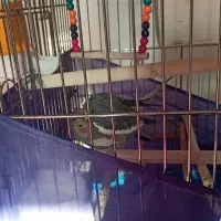 یک جفت عروس هلندی مولد.|پرنده|تکاب, |دیوار