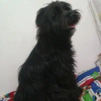 سگ شیترزو تریر۲ تومن