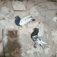 کفتر پلاکی و بهبهانی.وشهری|پرنده|ارسنجان, |دیوار