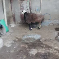 بره قوچ نژاد افشار