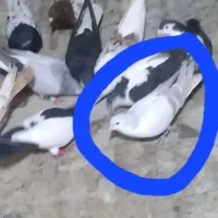 کبوتر|حیوانات|بجنورد, |دیوار