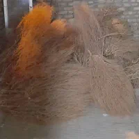 جارو (گزی باخی)