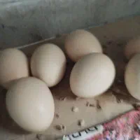 (تخم )اُ شامو