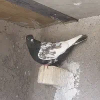 کفتر بهبونی