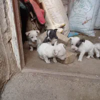 سگ پا کوتاه|سگ|کرمانشاه, |دیوار