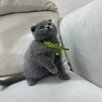 بچه گربه بریتیش|گربه|تهران, اسفندیاری|دیوار