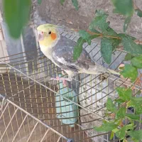 طوطی عروس هلندی سخنگو