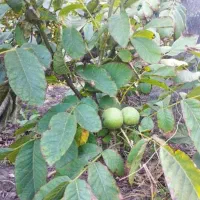 نهال فروشی تک نهال|گل و گیاه طبیعی|زنجان, |دیوار