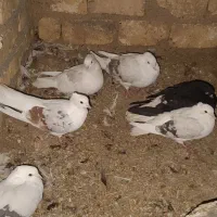 دم سفید و دوکت|پرنده|زنجانرود, |دیوار