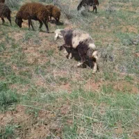 بره قوچ پلنگی