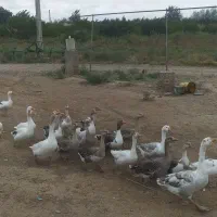 قو غاز طبیعی|حیوانات مزرعه|پارسآباد, |دیوار